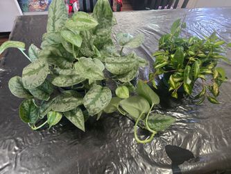 Plants