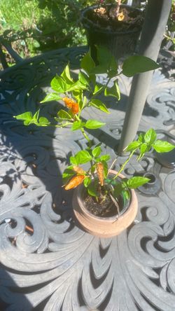 Organic Tabasco
