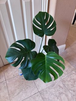 Beautiful and healthy living house plant - Monstera deliciosa 5 leaves