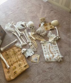 Skeleton and Skull