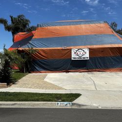 Termite Control 