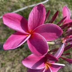 This pink Plumeria / Frangipani Tree See All Pictures of #22 No Pot