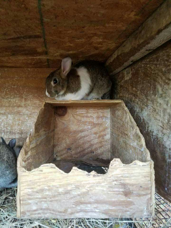 Bunny and rabbits for sale. $10 or $20
