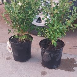 Boxwood Plants 