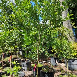 Tangerine Tree $200🍊