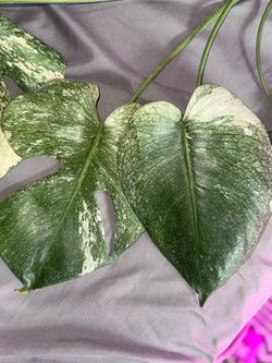 Monstera sphinx mint
