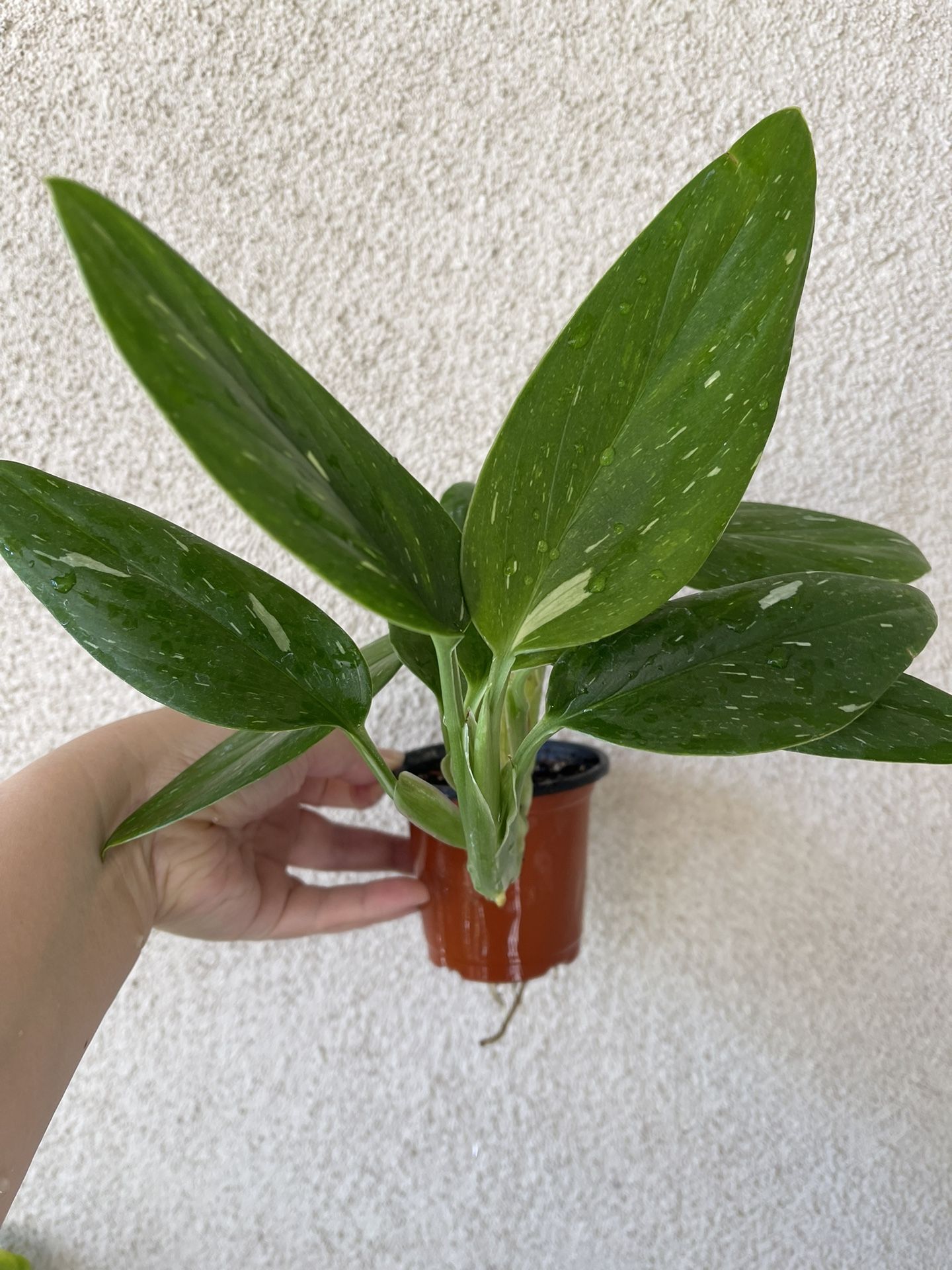 Beautiful Albo Monstera Standleyana Plant 