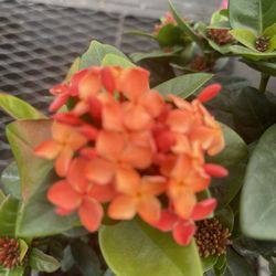 Ixora Maui Plant