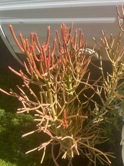 Large fires Sticks cuttings12” just 3$