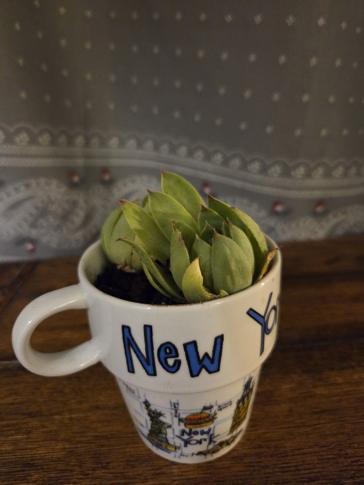 Desk Plants - Great For Gifts!