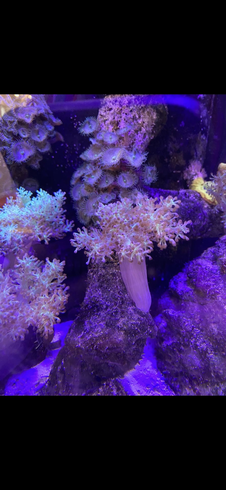 Fish Tank Coral Plants - Kenya Trees