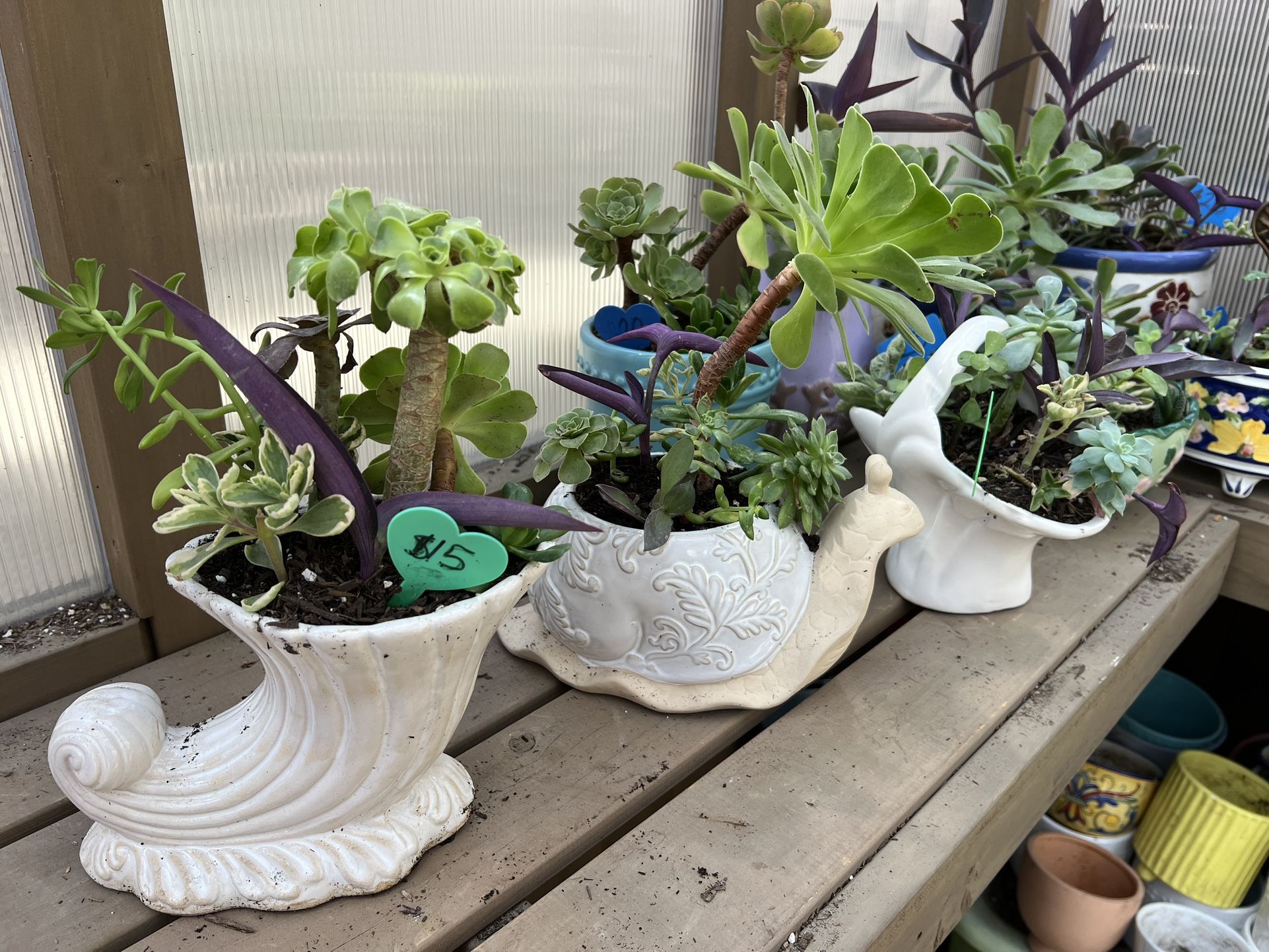 Lots Of Succulent Planters