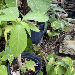 Angel Trumpet Tree’s Teenager Stage