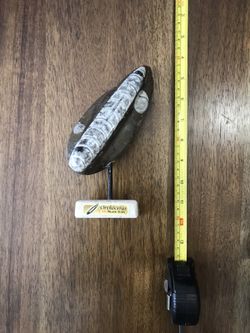 Orthoceras Fossil