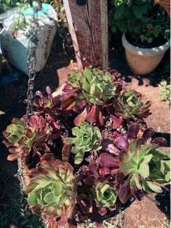 4 Hanging Succulents plants/ 4 Plantas Un Precio