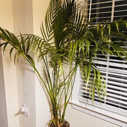 Real Cat palm tree , 2 Qty
