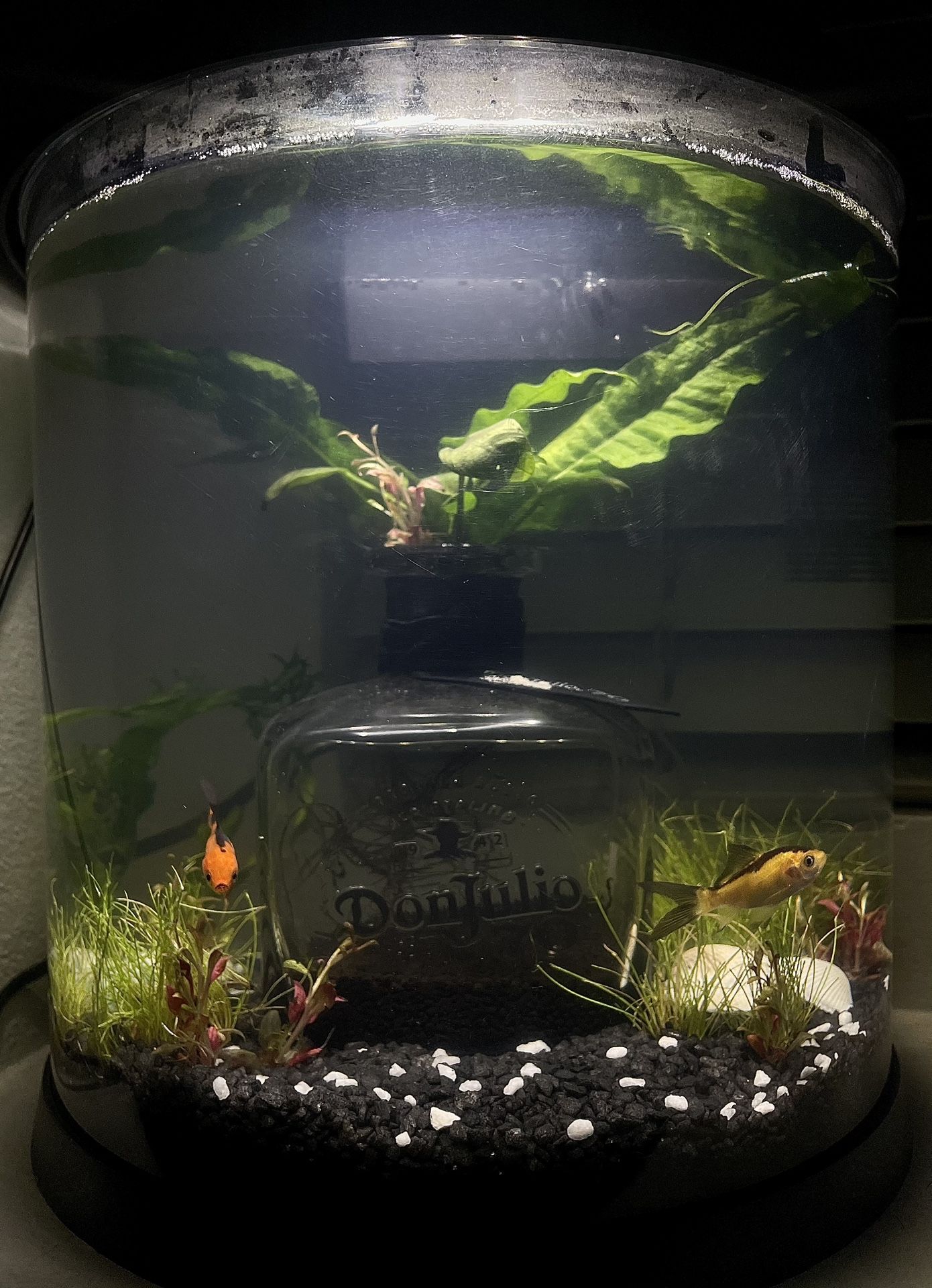 Fish Tank