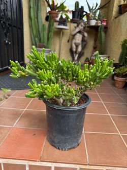 Bonsai Shrek Ear Crassula Ovata Gollum Succulent Plant