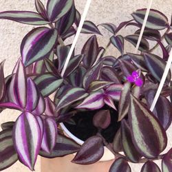 Beautiful Tradescantia Quidricolor Plant With Hanging Pot