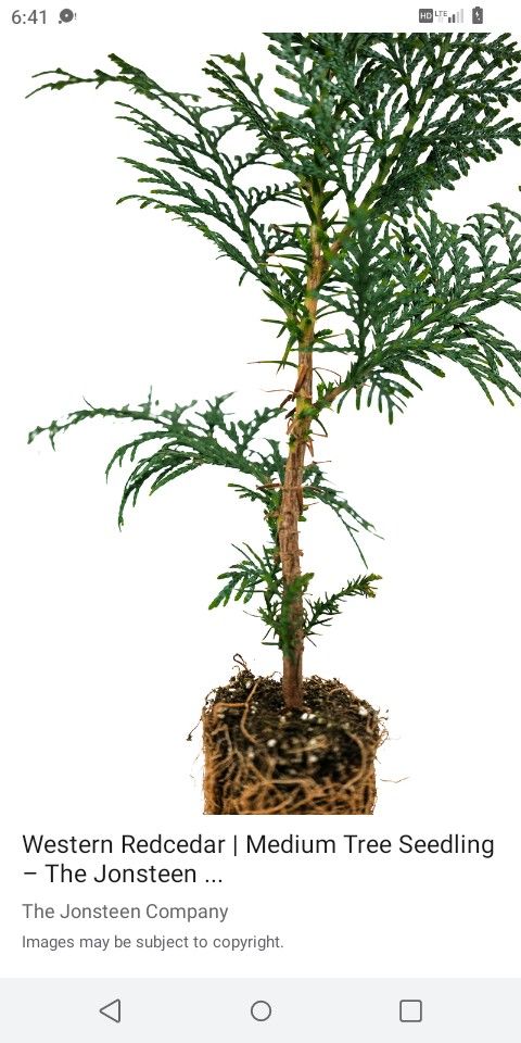 Cedar Or Douglas Fir Trees