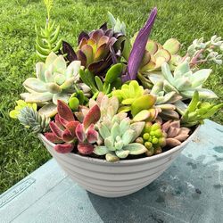 Succulent Arrangement 