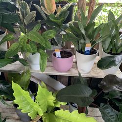 15 Dollars Plants 