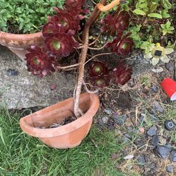 Succulent