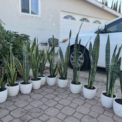 Snake Plant In Ceramic Pot 10$ Each