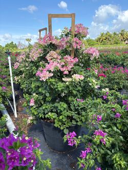 Bougainvilleas Staircase  25 gallons