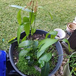 Mango tree, fig tree, willow tree,snake plant ,
