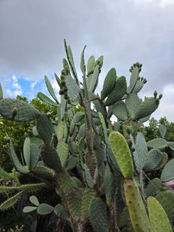 Se vende por hoja( planta de nopal mexicano)