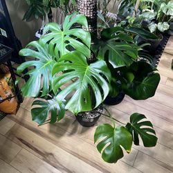 Monstera Deliciosa Plant on Moss Pole