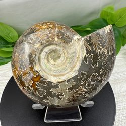 Rare Fossilized Ammonite Shell