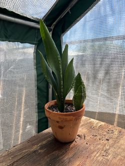 Snake Plant 'Whitney' $15