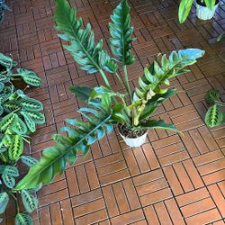 Narrow Leafed Philodendron Plant 