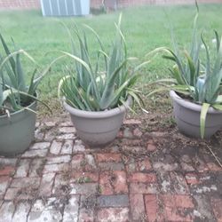 Aloe Vera