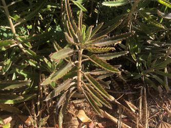 Devils backbone plants