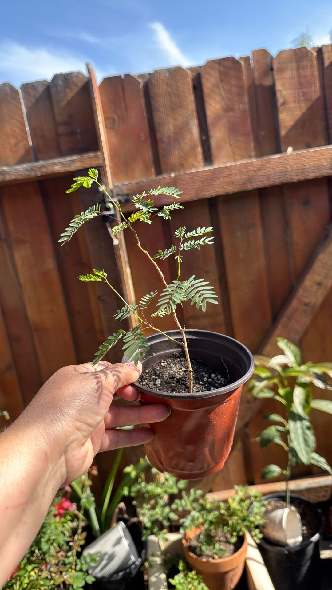 Gratis Árbol De Guaje