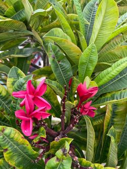 Plumeria clipping
