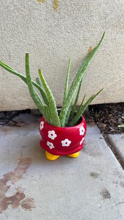 Aloe Vera Plant in Red Floral Ceramic Pot