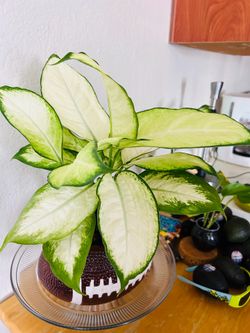 Plants for sale