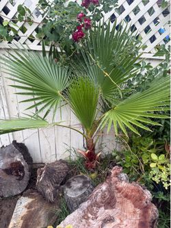 Mexican palm tree