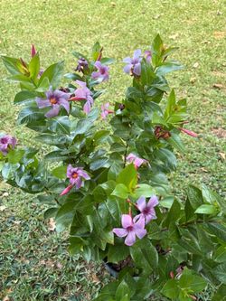 Purple Mandevilla vine