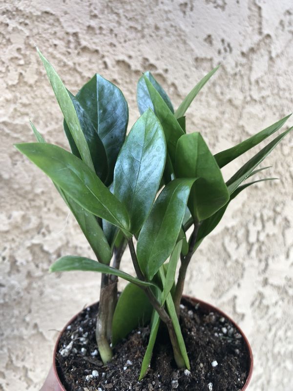 Small zz plant lucky tree for Sale in Carson, CA OfferUp