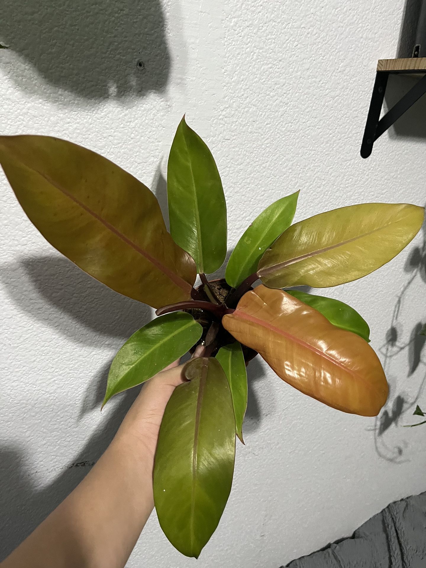 Philodendron Prince of orange (CRAZY COLORS) 🧡