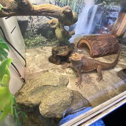 Bearded Dragon Tank And Set Up