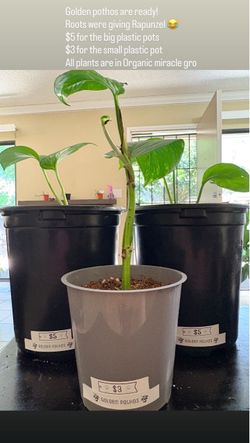 Plants for sale