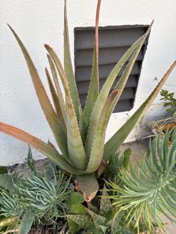 2 cactus and aloe plants