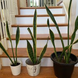 Sansevieria (house Plant)