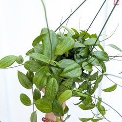 Hoya Fitchii Plant 6" Pot - Indoor House Plants